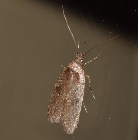 Agonopterix sp. (Elachistidae) da ID